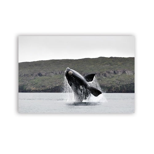 Sea Animal Whale Print Ocean Wall Art Decor ,