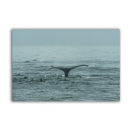 Sea Animal Whale Print Ocean Wall Art Decor ,