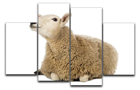 Sheep lying and looking up 4 Split Panel Canvas