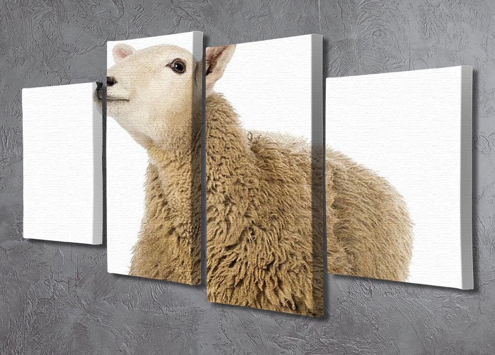 Sheep lying and looking up 4 Split Panel Canvas