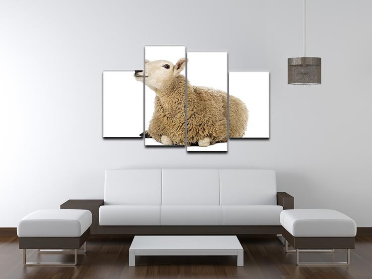 Sheep lying and looking up 4 Split Panel Canvas