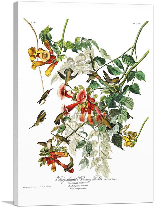 Ruby Throated Humming