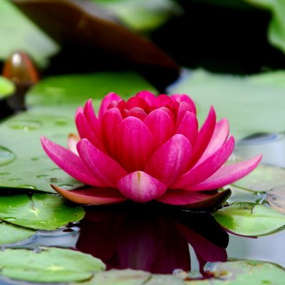 ETERISKE OLJE-  LOTUS