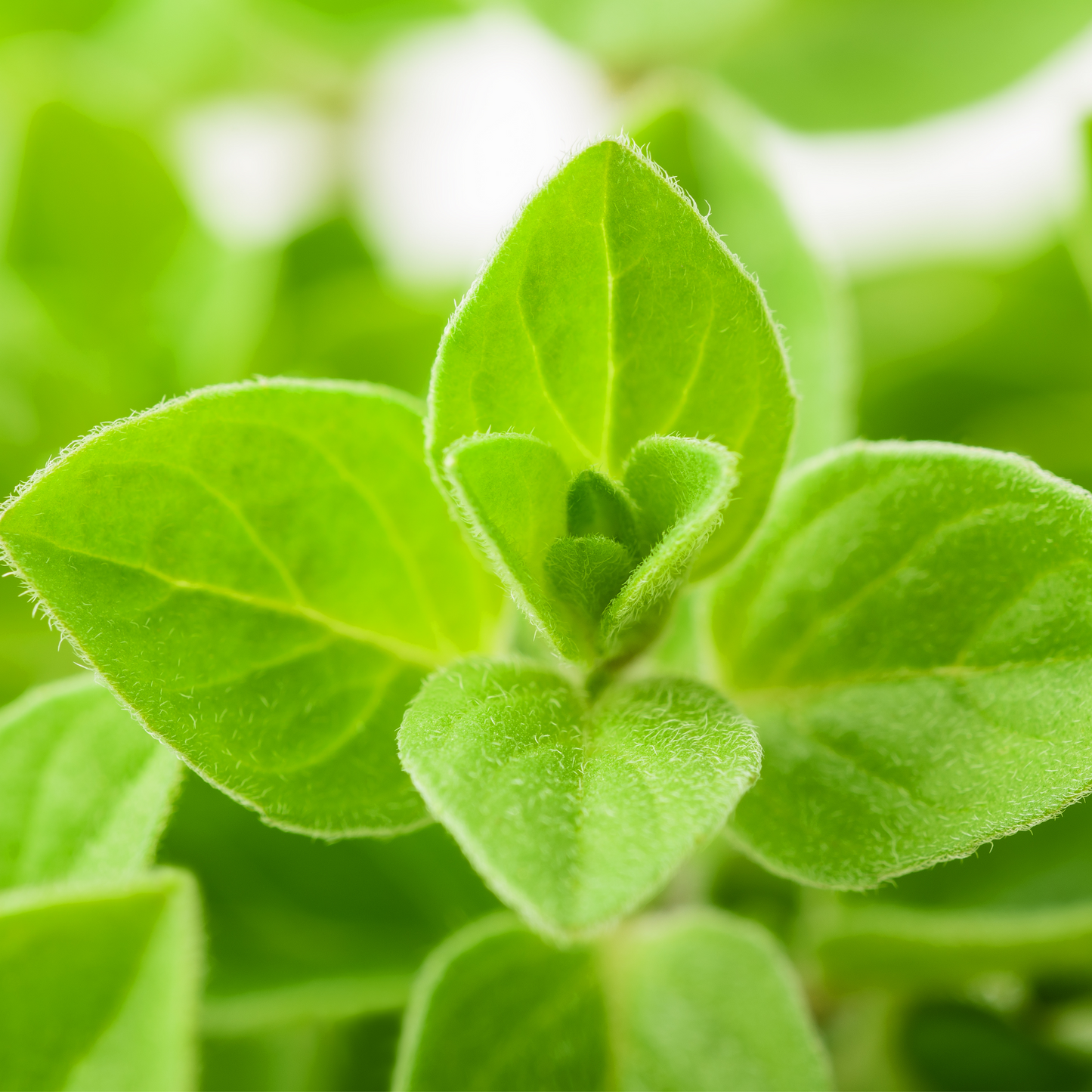 ETERISKE OLJE- MARJORAM SWEET