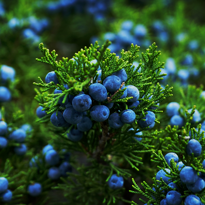 ETERISKE OLJE-  EINERBÆR