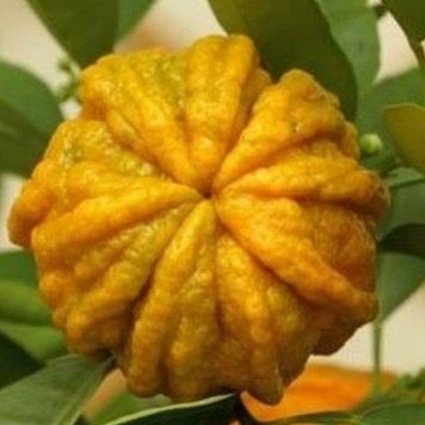 ETERISKE OLJE - PETITGRAIN