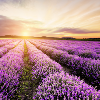 ETERISKE OLJE-  LAVENDEL BULGARISK