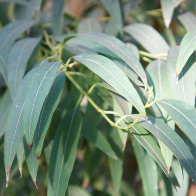 ETERISKE OLJE-  EUKALYPTUS