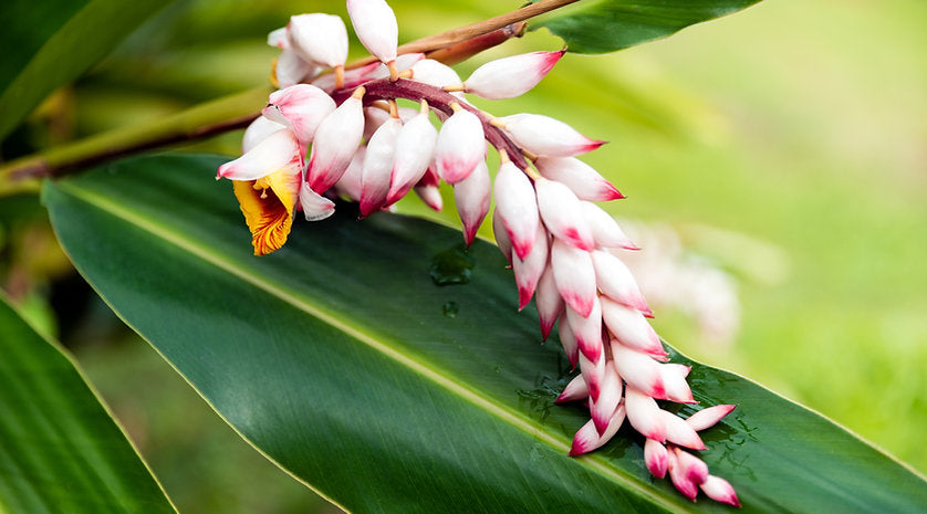 Baume de soin corps au Getto rajeunissant