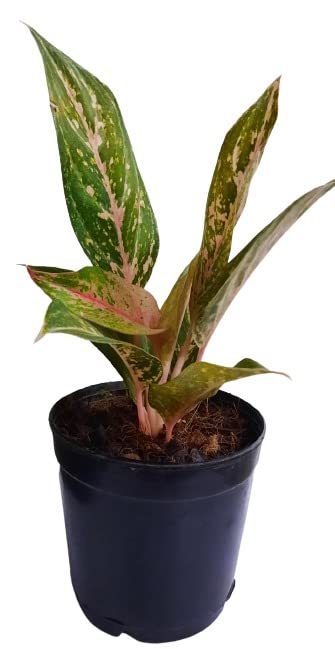 Artificial Garden Basket Indoor Orange Aglaonema Plant (SIZE-1ft.)