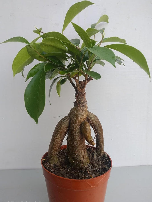 Ficus Ginseng Indoor and outdoor Bonsai Artificial Plant (SIZE-12Inch)