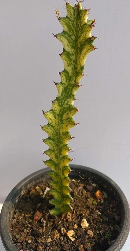 Artificial Cactus Plant, Euphorbia MAYURNATHANII (SIZE-20x20cm)