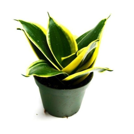 Artificial Golden Hahnii Snake Plant (SIZE-NA) (Color-MULTICOLOR)