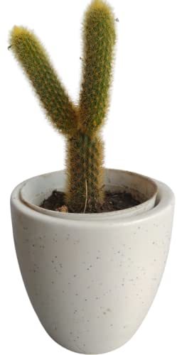 Artificial MONKEY TAIL cactus (SIZE-10x10cm) (Color-MULTICOLOR)