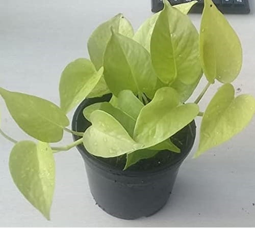 Artificial Golden Money Plant, Lucky Plant (SIZE-200gm) (Color-GREEN)