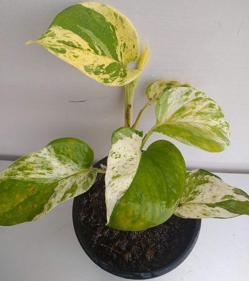 Artificial White VERIEGATED Money Plant, Lucky Plant (SIZE-15x15cm)