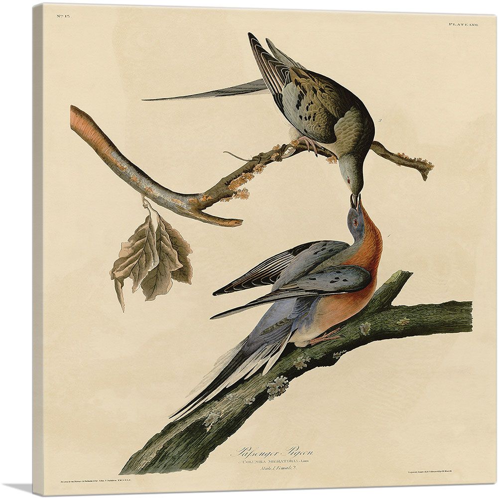 Passenger Pigeon