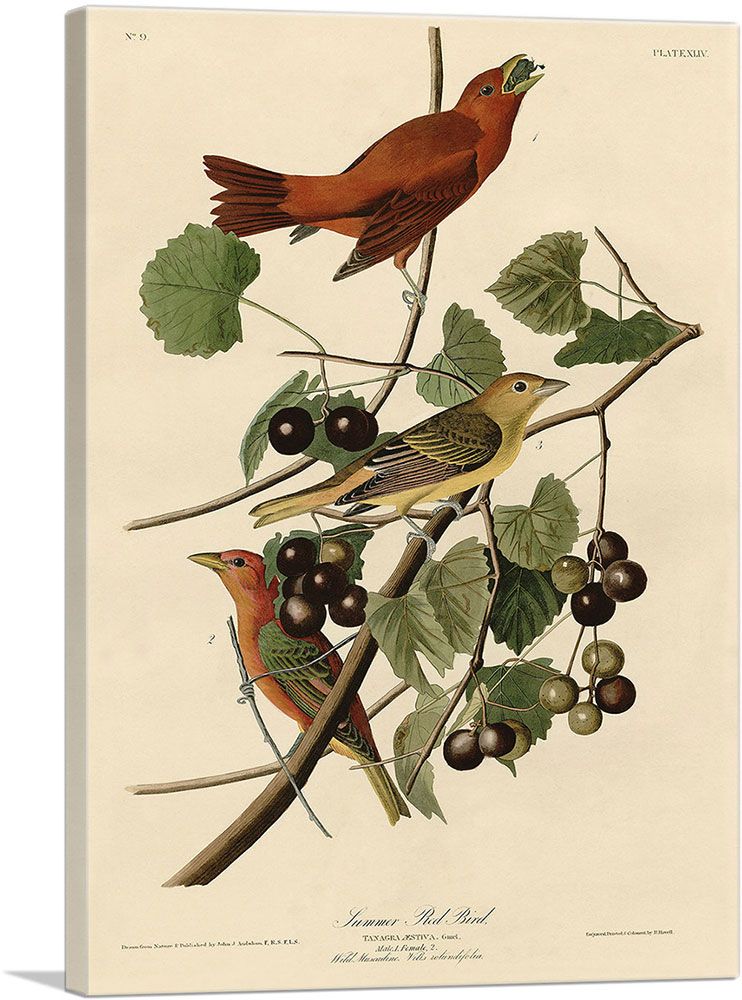 Summer Tanager - Summer Red Bird