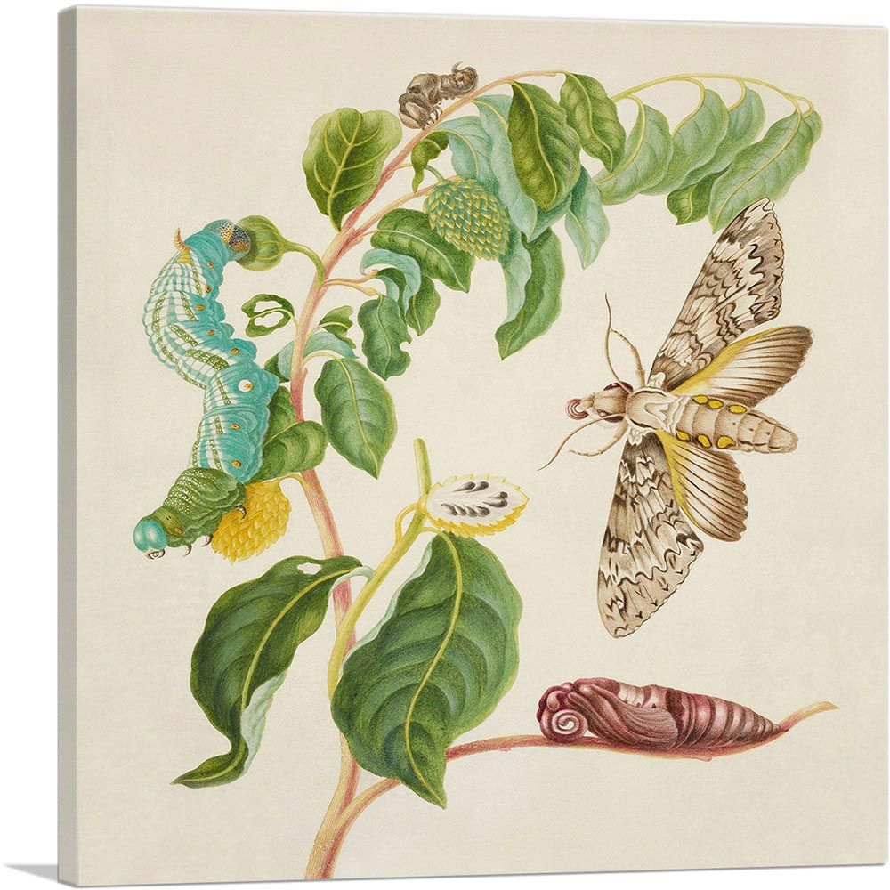 Caterpillar Chrysalis Of Cluentius Sphinx Moth Giant Sphinx Moth