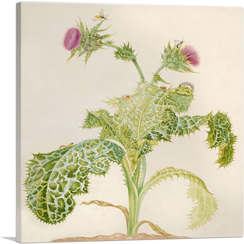 Milk Thistle