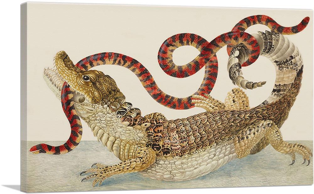 Spectacled Caiman South American False Coral Snake 1705